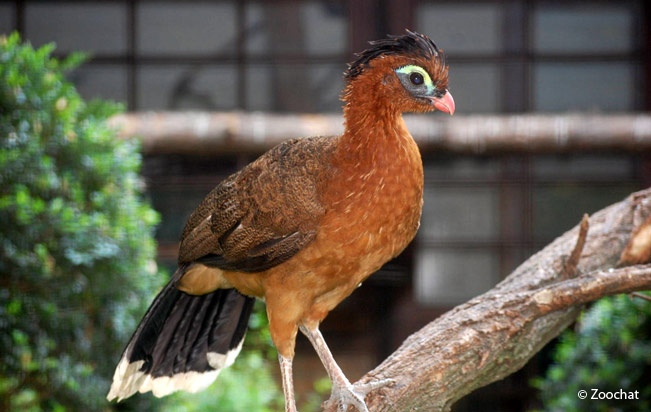 nocturnal_curassow