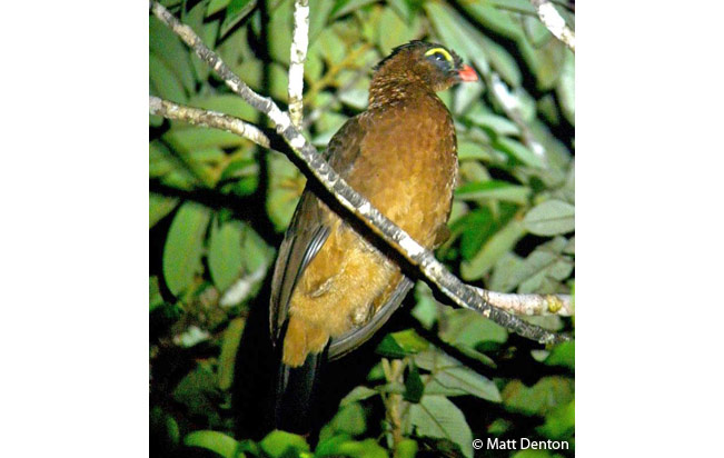 nocturnal_curassow