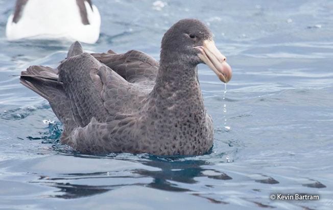 northern-giant_petrel