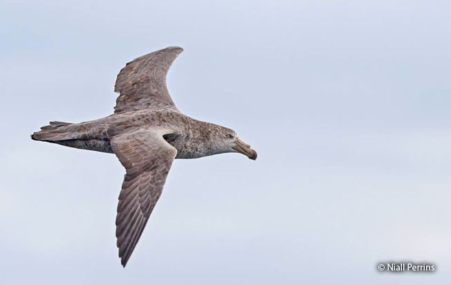 northern-giant_petrel