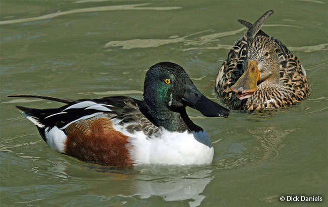 northern-shoveler