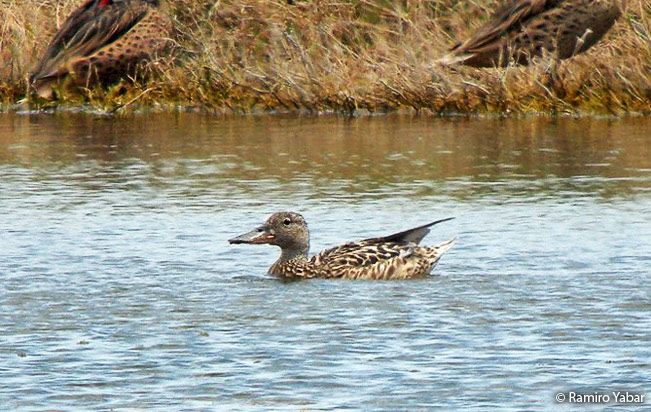 northern-shoveler