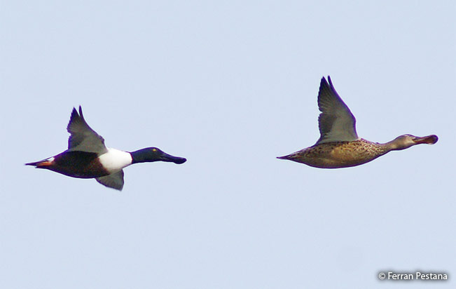 northern-shoveler