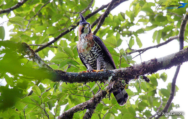 ornate_hawk-eagle