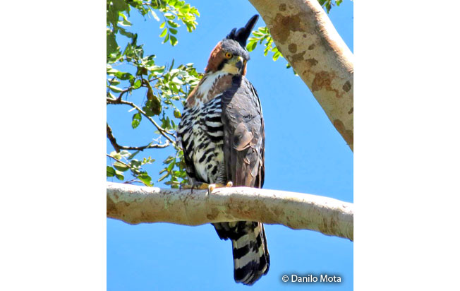ornate_hawk-eagle