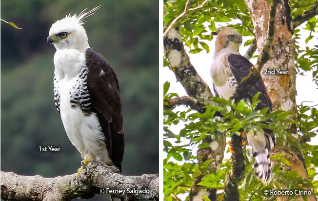 ornate_hawk-eagle