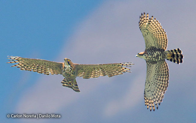 ornate_hawk-eagle