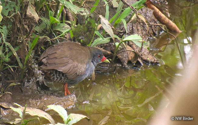 paint-billed_crake