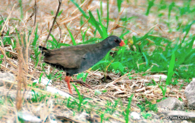 paint-billed_crake