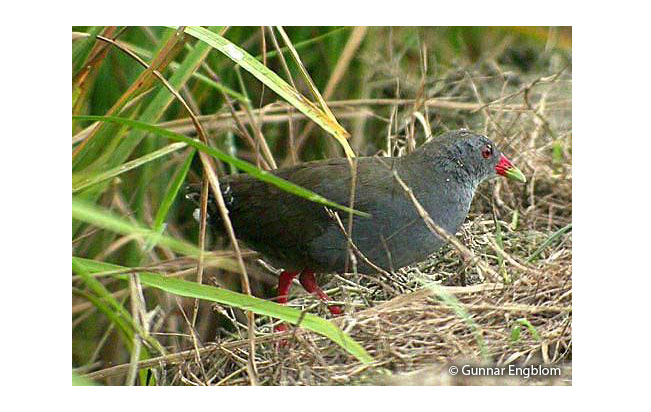 paint-billed_crake
