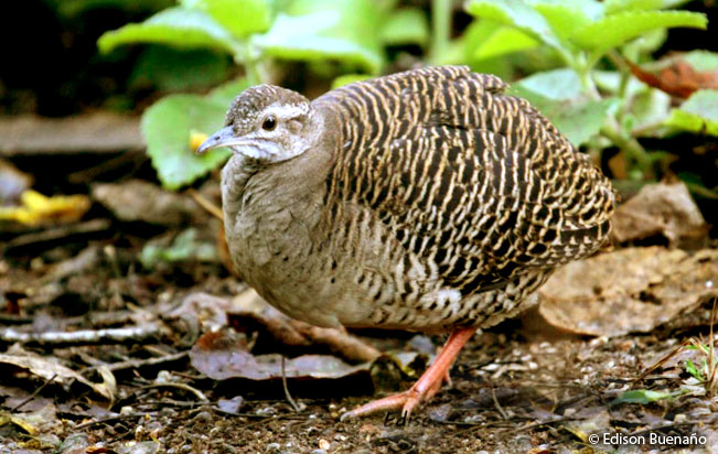 pale-browed_tinamou