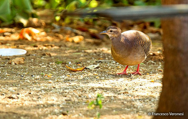pale-browed_tinamou