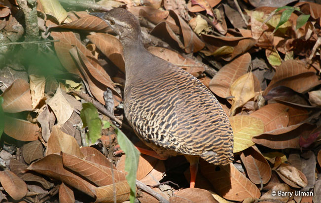 pale-browed_tinamou