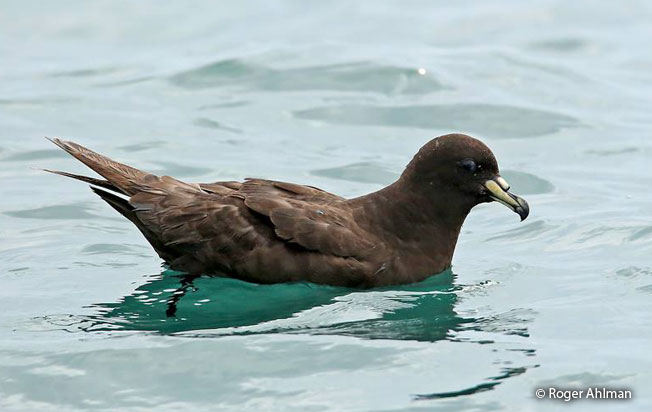 parkinson's_petrel