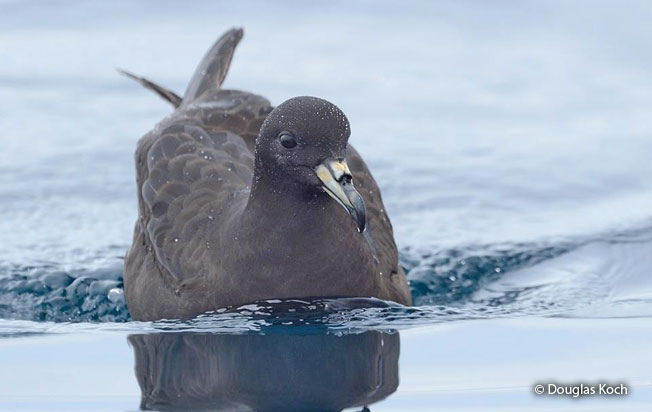 parkinson's_petrel