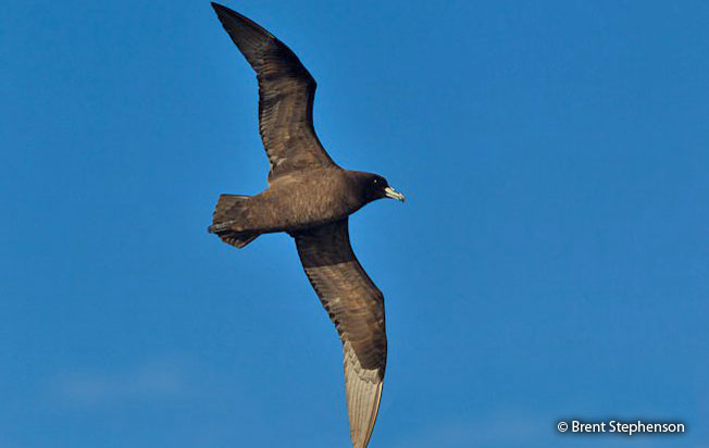 parkinson's_petrel