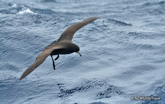parkinson's_petrel