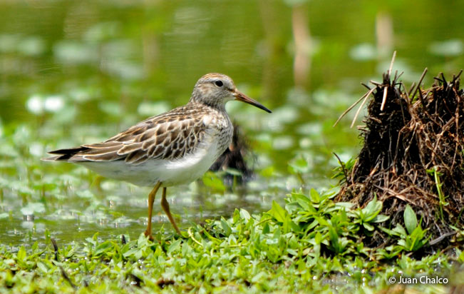 pectoral_sandpiper