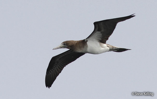 peruvian_booby