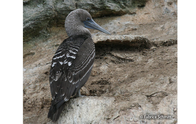 peruvian_booby