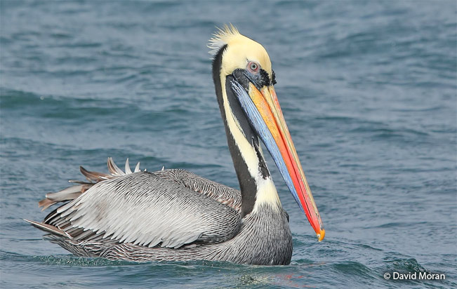 peruvian_pelican