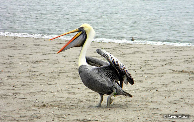 peruvian_pelican