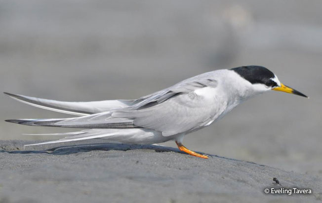 peruvian_tern