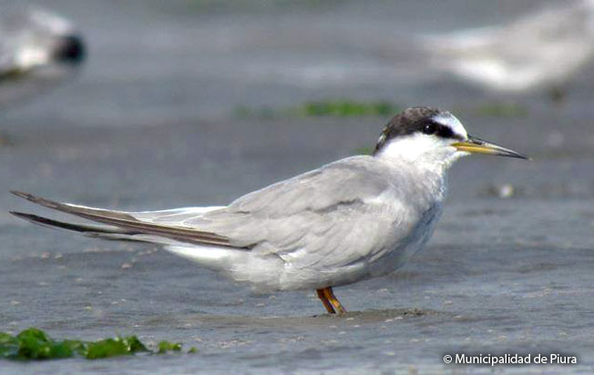 peruvian_tern