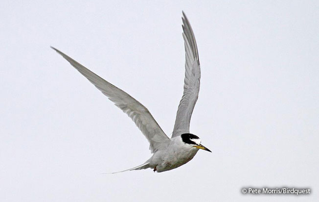 peruvian_tern