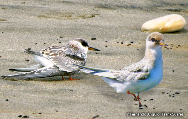 peruvian_tern