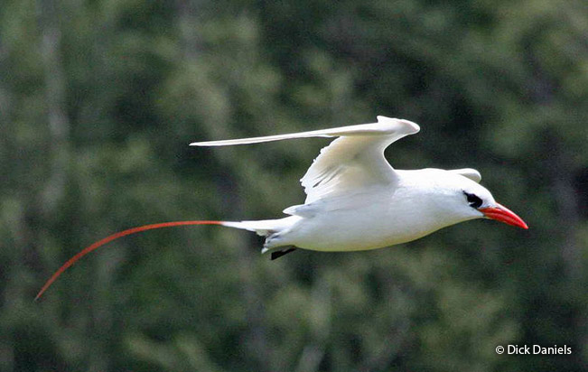 red-tailed tropicbird