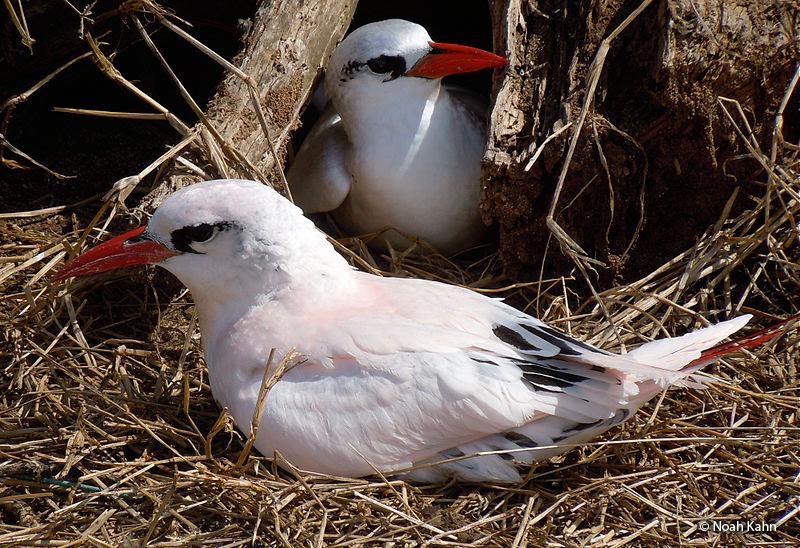 red-tailed tropicbird