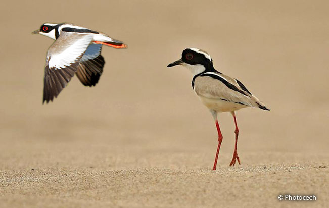 pied_lapwing