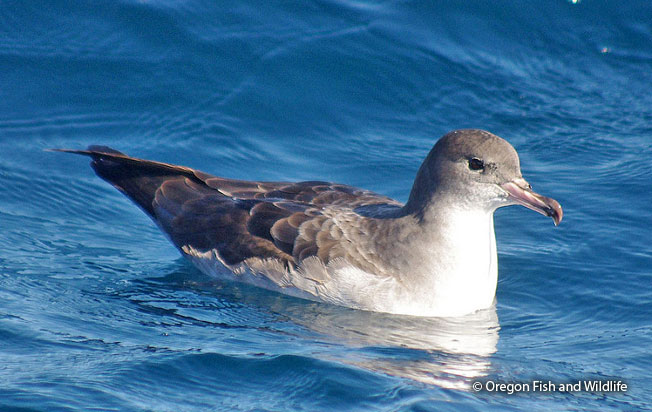 pink_footed_shearwater