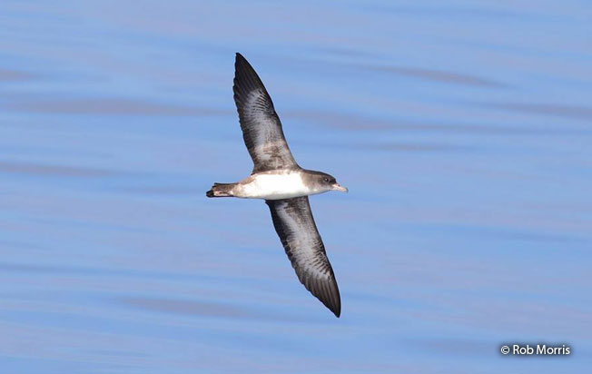 pink_footed_shearwater