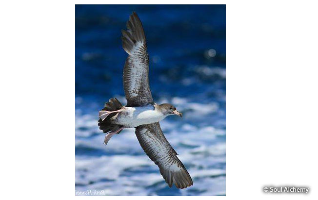 pink_footed_shearwater