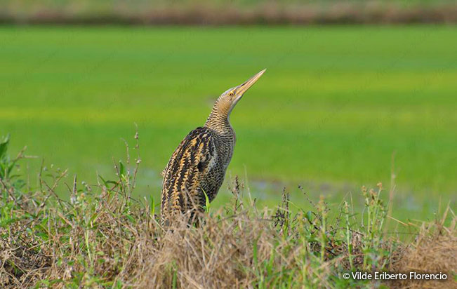 pinnated_bittern