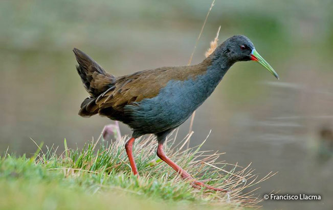 plumbeous_rail