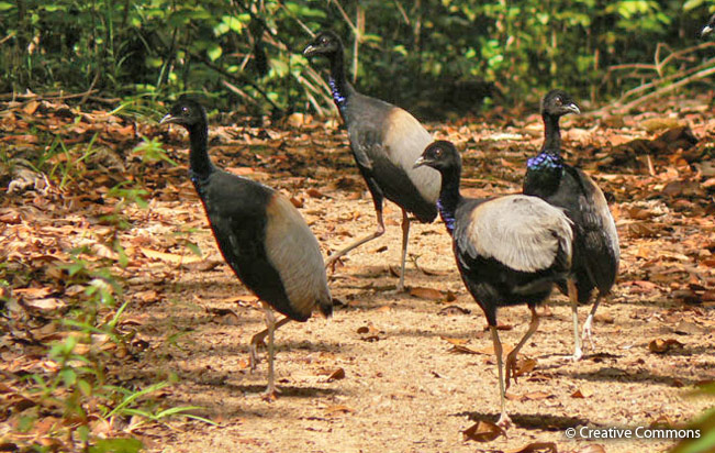 gray-winged trumpeter
