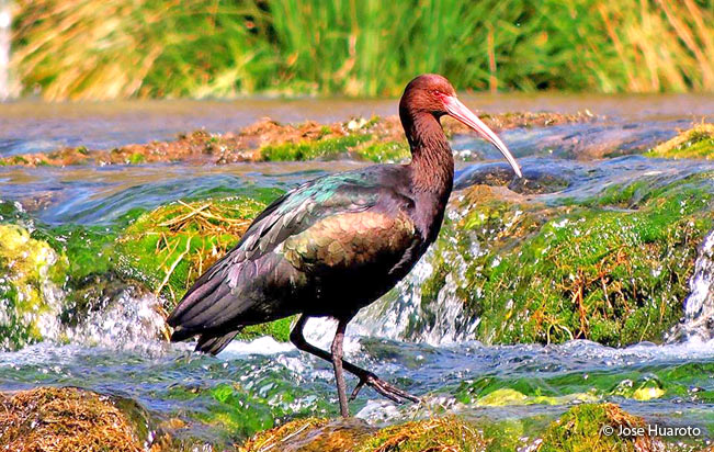 puna-ibis