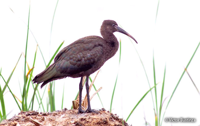 puna-ibis