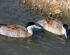 Puna Teal (Spatula puna)