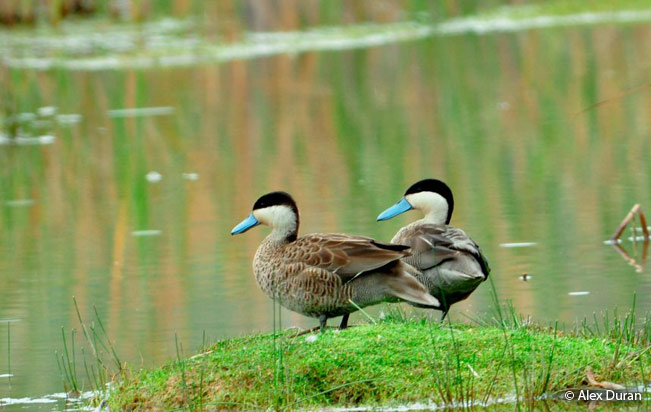 puna-teal