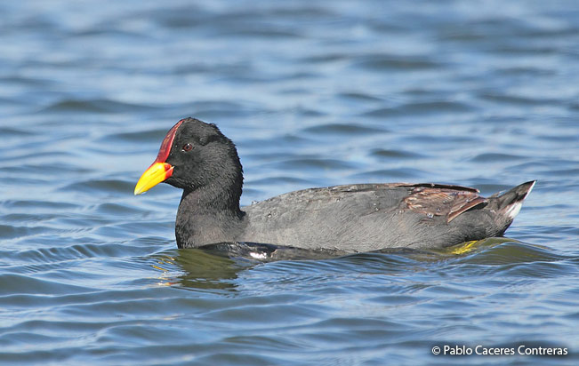 red-fronted_coot