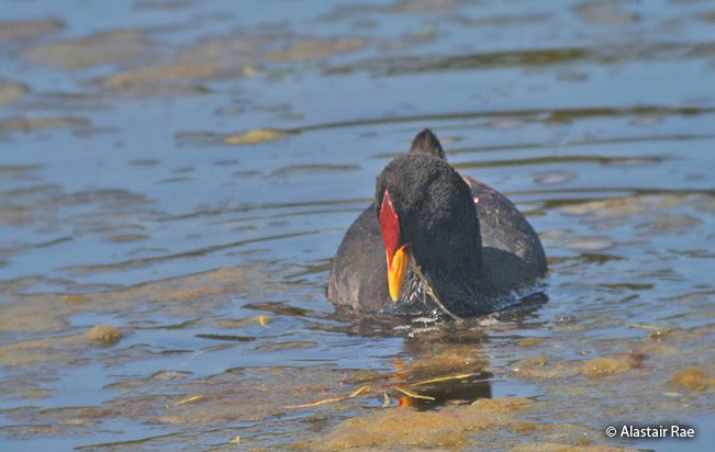 red-fronted_coot
