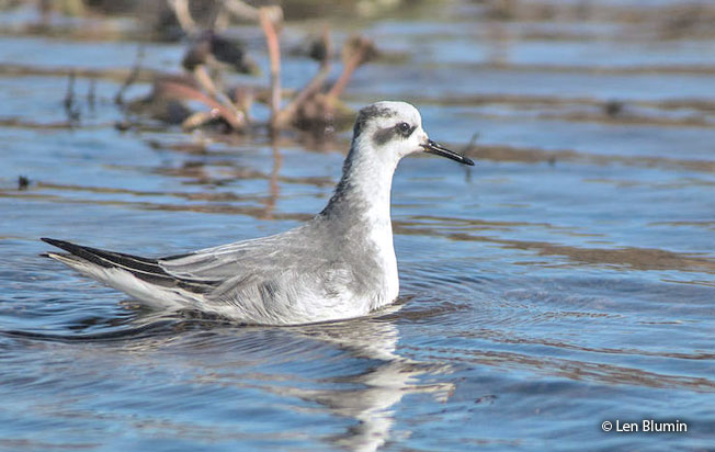 red-necked_phalarope