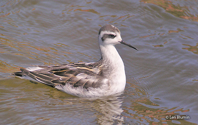 red-necked_phalarope