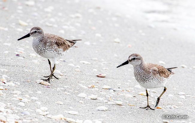 red_knot