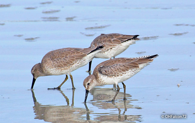 red_knot