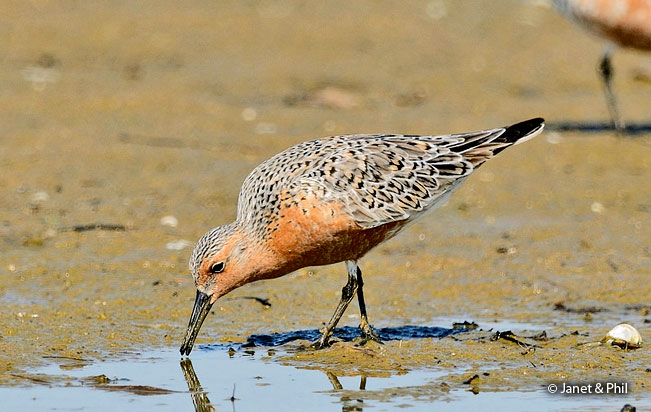 red_knot